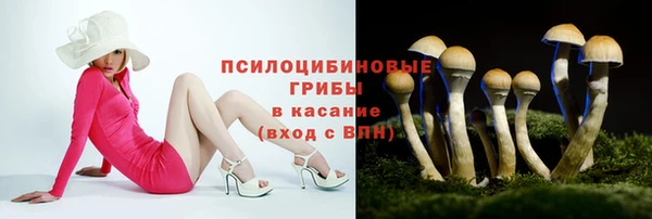 стаф Осинники